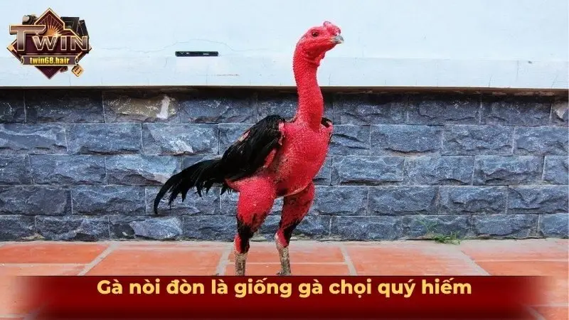 Tìm hiểu gà nòi đòn và những tuyệt kỹ ra đòn từ chiến kê 2 Gà nòi đòn là giống gà chọi quý hiếm
