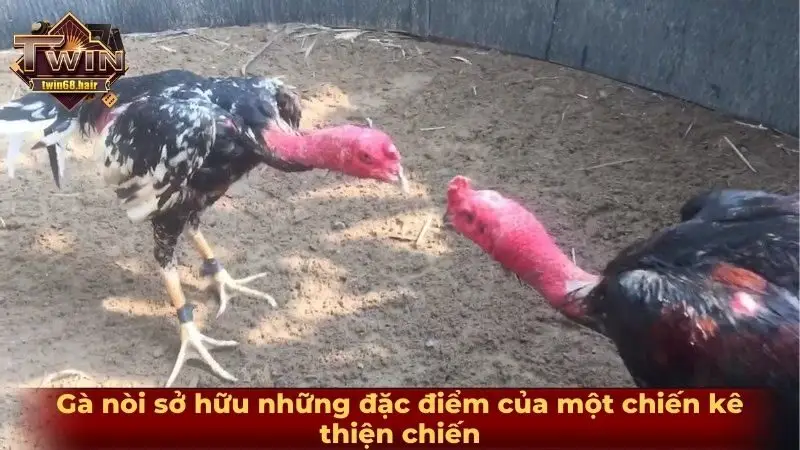 Tìm hiểu gà nòi đòn và những tuyệt kỹ ra đòn từ chiến kê 3 Gà nòi sở hữu những đặc điểm của một chiến kê thiện chiến