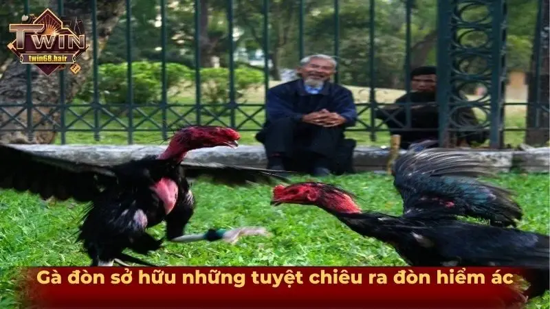 Tìm hiểu gà nòi đòn và những tuyệt kỹ ra đòn từ chiến kê 4 Gà đòn sở hữu những tuyệt chiêu ra đòn hiểm ác